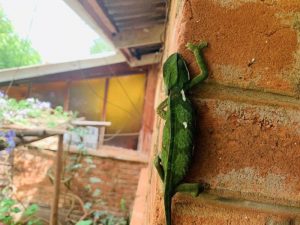 accomodation macondo camp malawi africa restaurant bar lodge camping